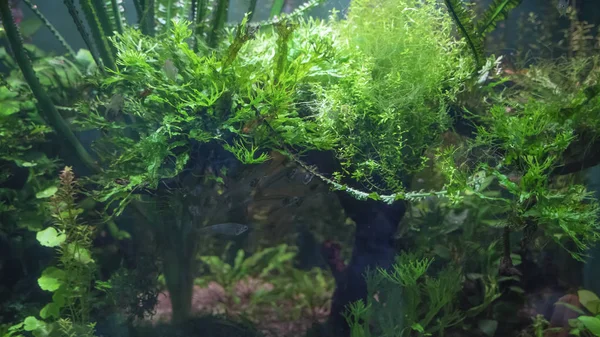 Algues aux poissons transparents dans un aquarium Image En Vente