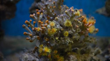Su altında güzel turuncu büyük mercan, mavi arkaplan