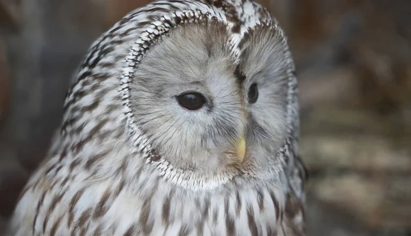 Big head of owl close up on brown background — Stock Photo, Image