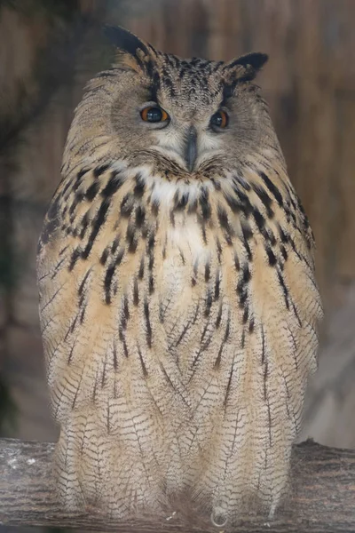 Foto der braunen Eule mit orangen Augen auf braunem Hintergrund — Stockfoto