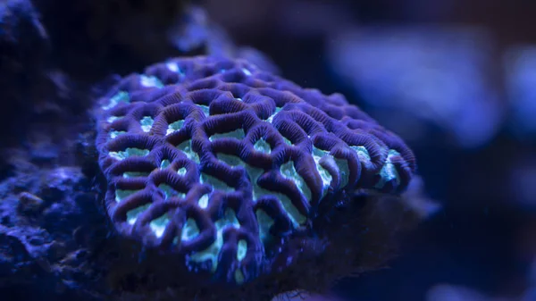 Podwodni mieszkańcy kolorowe duże koralowe zbliżenie, niebieskie tło — Zdjęcie stockowe