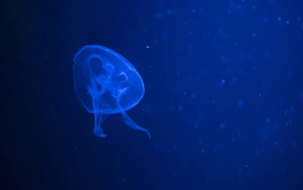 Medúzy s různými barvami na tmavomodrém pozadí — Stock fotografie