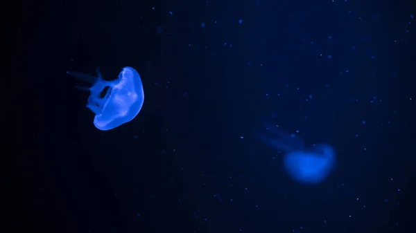 Светящиеся медузы с синими цветами на темном фоне — стоковое фото
