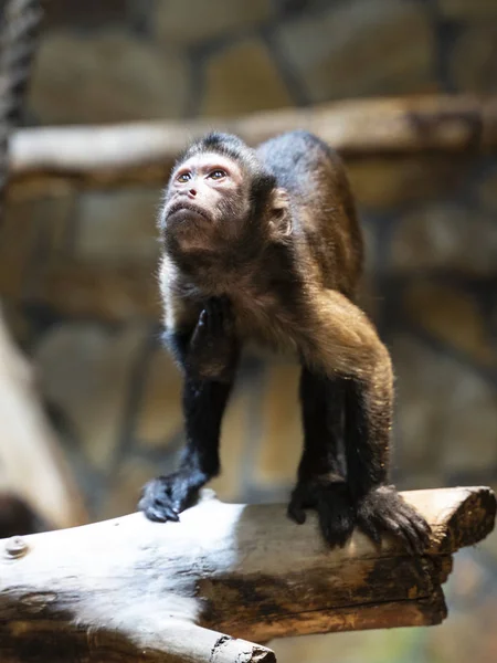 Little monkey sitting on a branch and looking up at the light — Stock Photo, Image