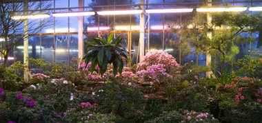 Beautiful colorful blooming flower garden with lamp