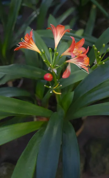 Flor roja hermosa flor de cerca, fondo verde — Foto de Stock