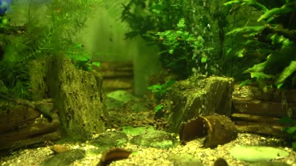 조류의 이동에 비디오 — 비디오
