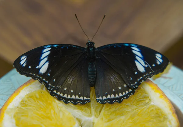 Beautiful Black White Spots Butterfly Sitting Orange — Stock Photo, Image