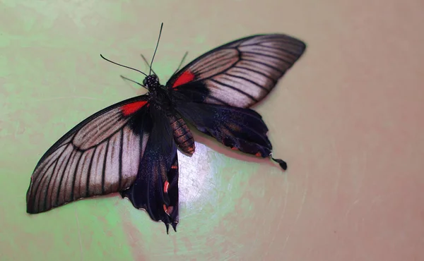 Schöner Schmetterling Mit Roten Flecken Der Auf Einem Grünen Boden — Stockfoto