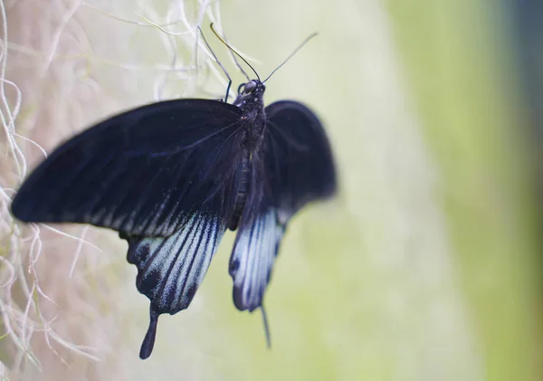 Beau Noir Avec Des Taches Blanches Papillon Suspendu Sur Vigne — Photo