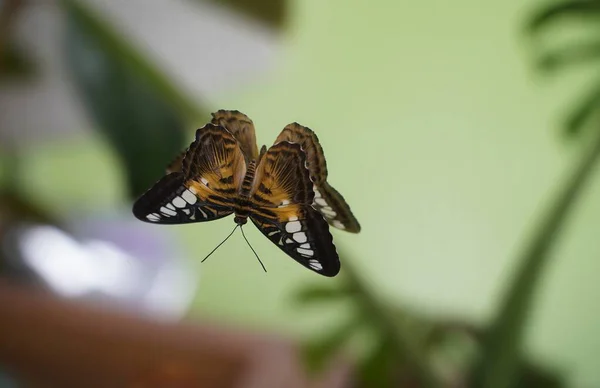 Beau Papillon Brun Avec Des Taches Blanches Assis Sur Miroir — Photo
