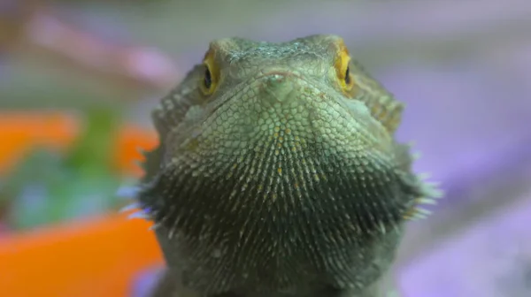 Kameleont Huvud Med Färgglada Bakgrund Närbild — Stockfoto