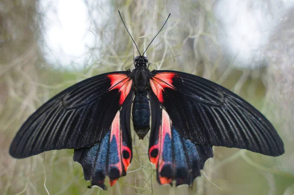 Beau Noir Avec Des Taches Rouges Papillon Assis Sur Vigne Images De Stock Libres De Droits