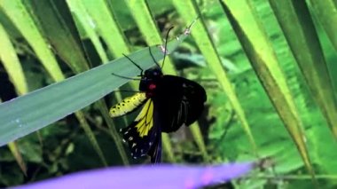 Yaprağın üzerinde çırpınan siyah kelebek