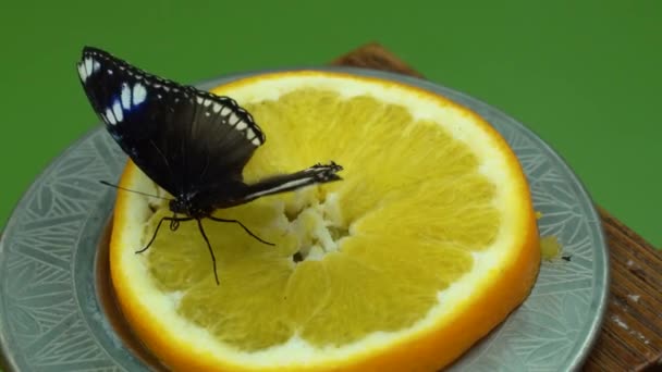 Piękny Brązowy Motyl Siedzi Kawałku Pomarańczy Trzepocze Skrzydłami — Wideo stockowe