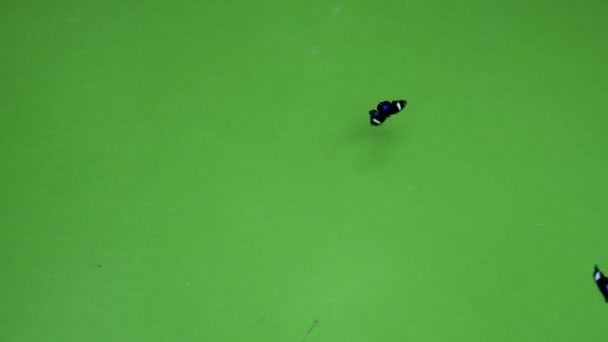 黑色的两只蝴蝶在绿色的地面下飞翔 — 图库视频影像