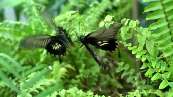 Papillon Noir Assis Sur Miroir Bat Des Ailes — Video