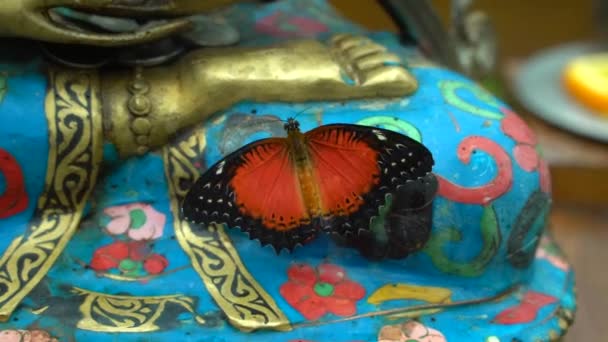 Hermosa Mariposa Roja Sentada Una Estatua Aletea Alas — Vídeo de stock