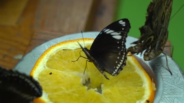 Beau Papillon Marron Assis Sur Morceau Orange Flotte Ailes — Video