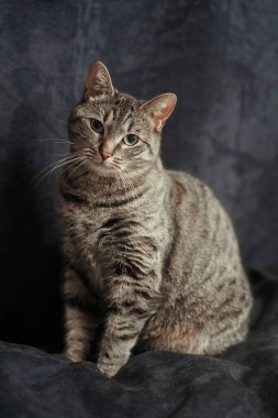 Mavi arka planda saf ve sessiz bir kedi oturuyor.