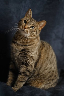 Safkan kedi oturuyor ve koyu mavi bir arka plana bakıyor.