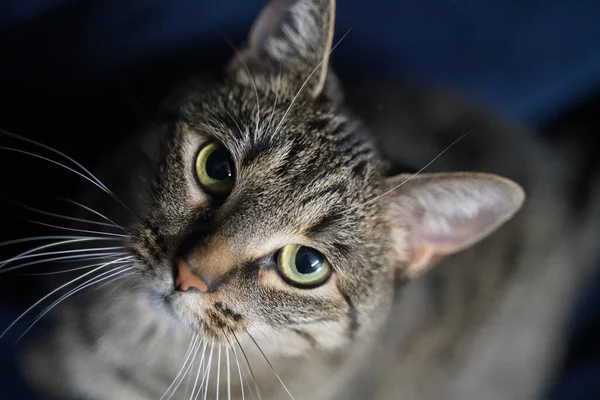 Gato Puro Fundo Azul Escuro Olha Para Frente — Fotografia de Stock