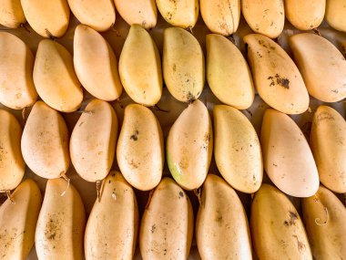 Bir grup tatlı sarı mango. Tropik meyve