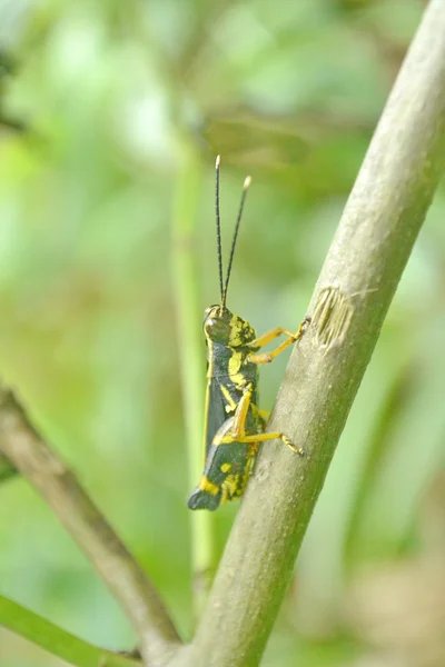 Grasshopper en la naturaleza verde — Foto de Stock