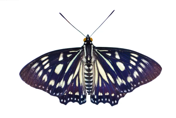 蛾は真夜中に蝶が...アッタス、Attacus ・アトラス — ストック写真