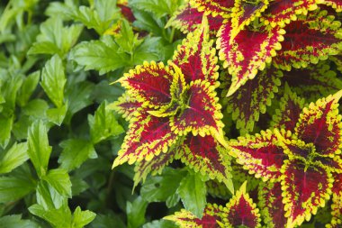 Boyalı ısırgan arka plan