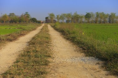 Kırsal yol ile yeşil alanlar
