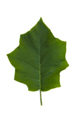 Patlıcan yaprak izole