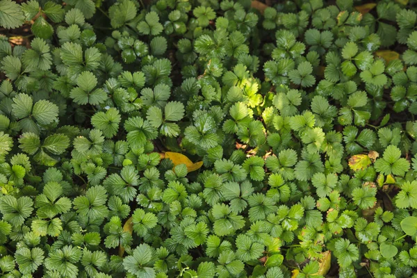 녹색 잎의 배경 질감 — 스톡 사진