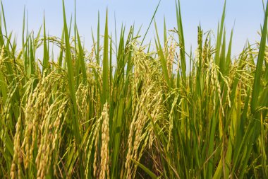 kırsal kırsal alanlarında çeltik