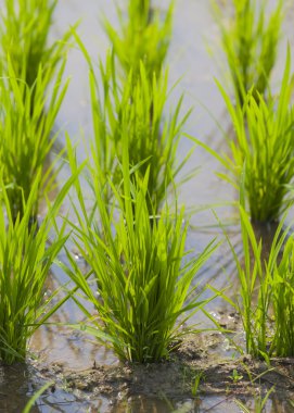 Pirinç tarlasını kapatın.