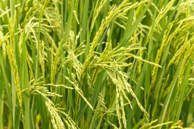 Pirinç tarlasında pirinç artışı