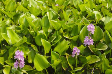 su sümbül çiçeği