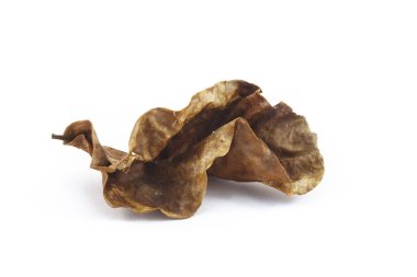 beyaz arkaplanda kuru yapraklar izole