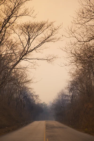 Camino a través del bosque al atardecer — Foto de Stock