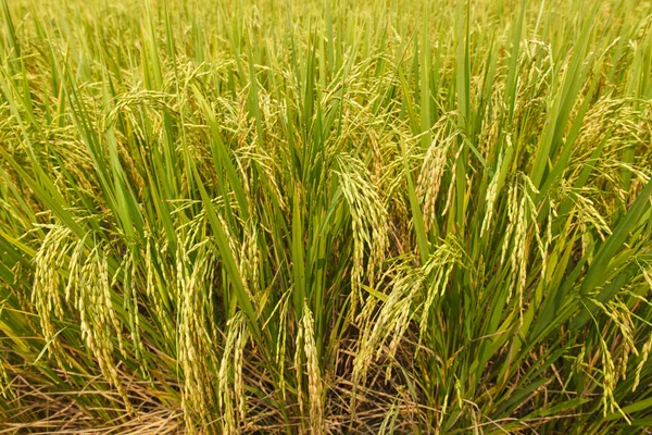 Ladang padi di pedesaan — Stok Foto