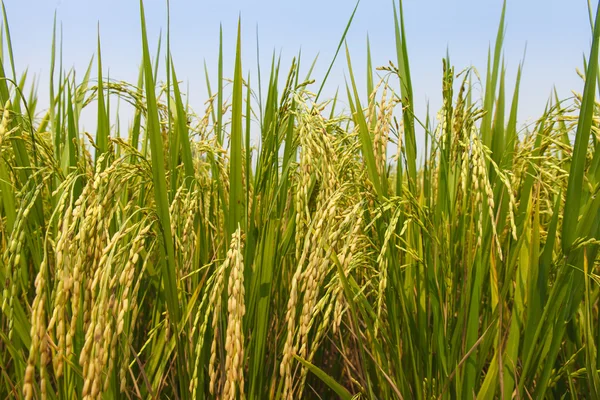 kırsal kırsal alanlarında çeltik