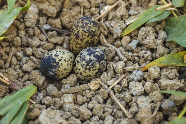 Huevos pájaro en el suelo — Foto de Stock