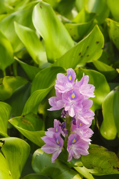 Vattenhyacinter blomma — Stockfoto