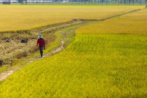 Прогулка по рисовому полю — стоковое фото