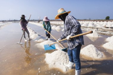 Tayland tuz alanında çalışan çiftçi