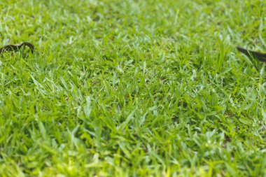 Yerde yeşil çimenler