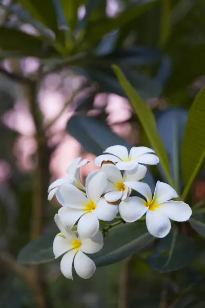 Vita och gula frangipani — Stockfoto