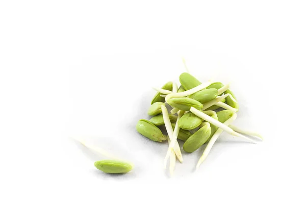 Isolado vegetal tailandês em branco . — Fotografia de Stock