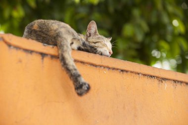 Küçük kedi üzerinde pembe duvarlar uyku.
