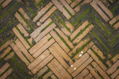 Kirli tuğla zemin üzerinde bazı moss içerir